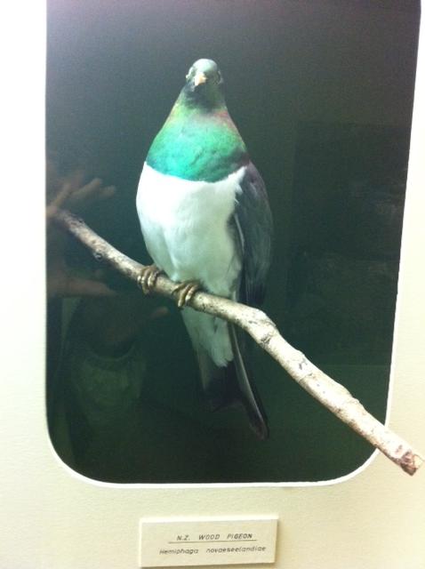  4 February 2011 à 15h57 - Le Wood Pigeon, natif de l'île.<br />Lui aussi on l'entend souvent mais son cri n'est pas du tout agréable!